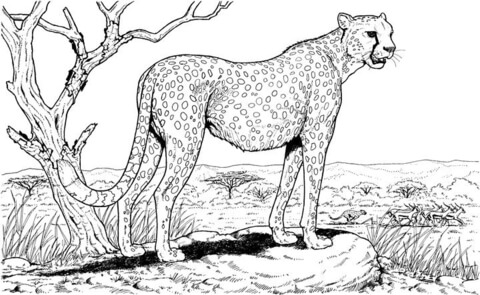 Cheetah In The Nature Coloring Page